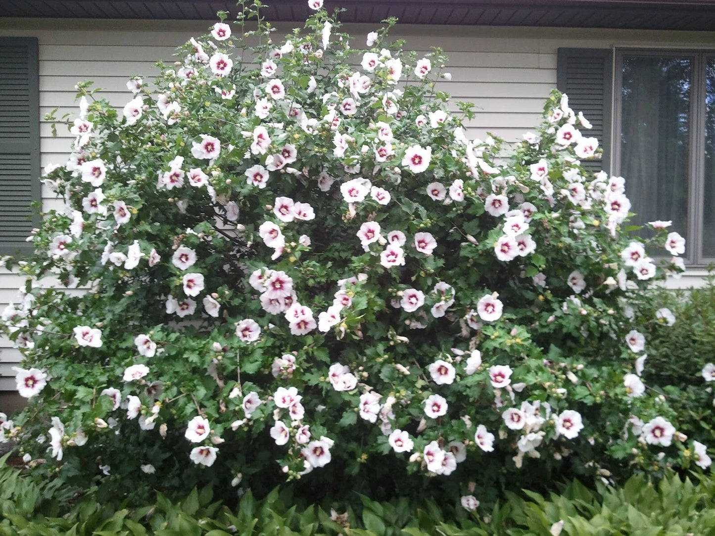 Rose of Sharon Live Plant - Well-Rooted Shrub - Hibiscus syriacus - 8"-42" Tall