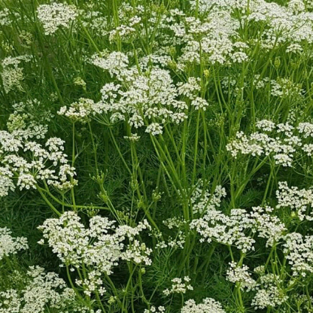 Caraway Seeds 300+ Pack Culinary Herb Seeds Carum carvi Fresh Harvest Gardens USA