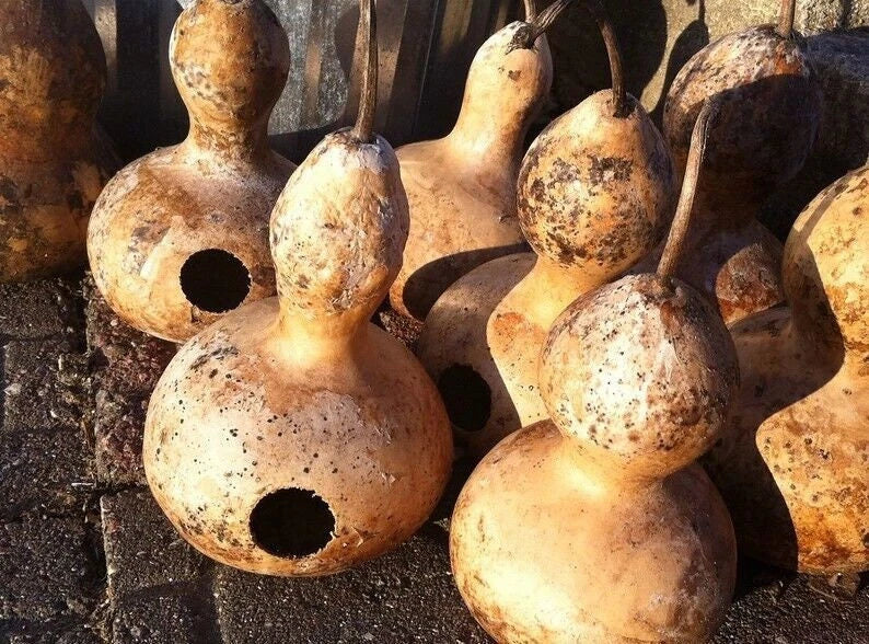 Birdhouse Gourd Seeds, Heirloom Eco-Friendly Variety, Tracking Included, Lagenaria siceraria