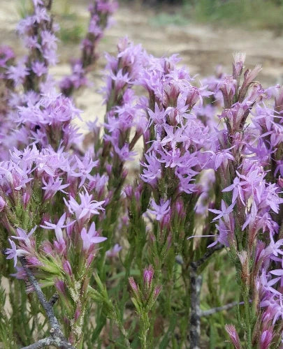 Chapman's Blazing Star Seeds | 25 Pack | Liatris Chapmanii | Florida Native Wildflower