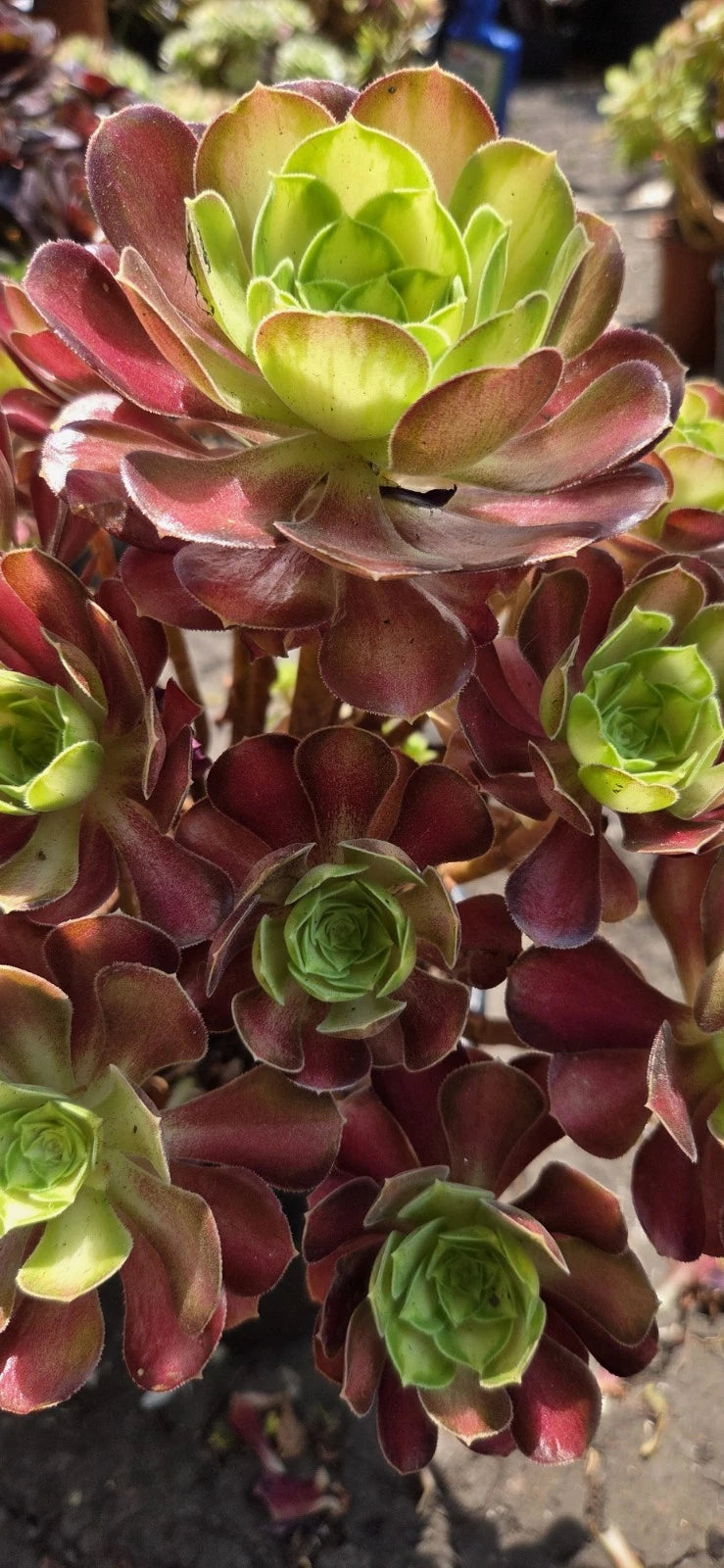 Aeonium Cutting | Shaohua/Glorius Youth | Succulent Plant | Easy Care Indoor/Outdoor