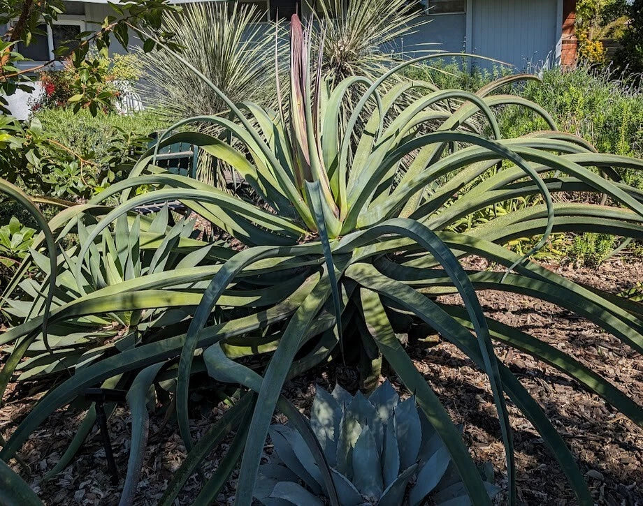 succulent octopus Lot of 5 Rooted Octopus Agave Plants, Agave vilmoriniana, 8-10" Tall,  Succulent Collection for Garden or Indoor Decor – Jayme Garden