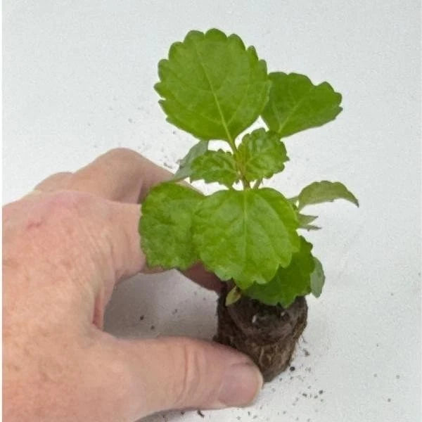 easy starter house plants Plectranthus Swedish Ivy Green Live Rooted Starter Plants - Indoor House Plants