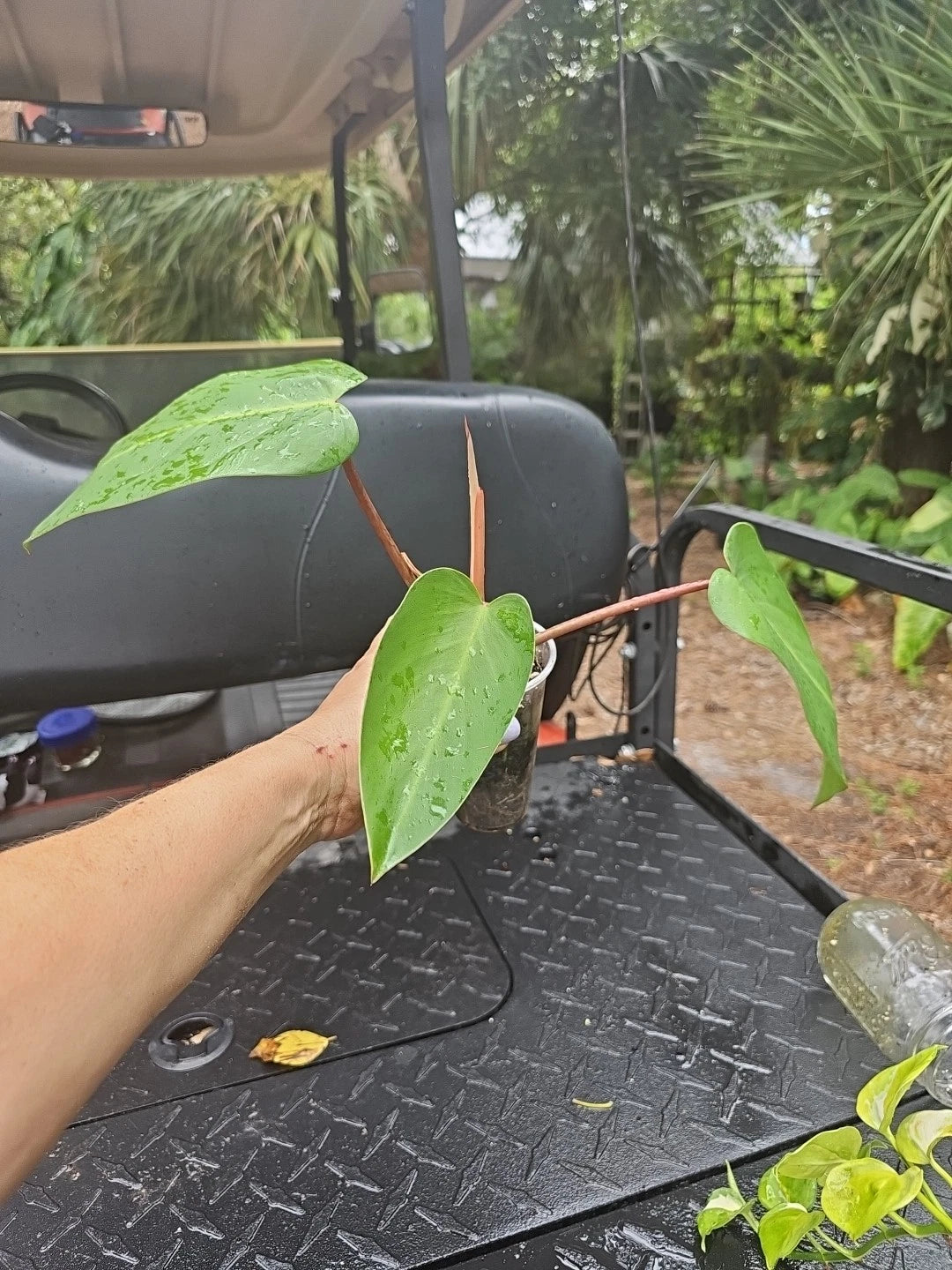 Rooted Top Cutting Philodendron Red Emerald Live Plant