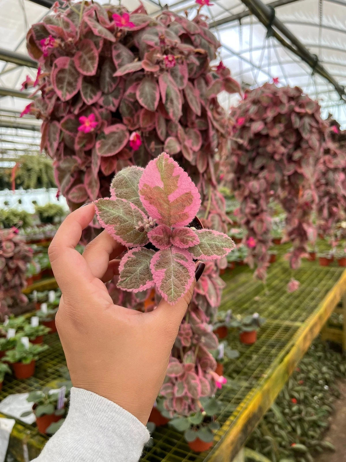 episcia potting mix Pink Brocade Flame Violet Plant - 4” Pot - Episcia