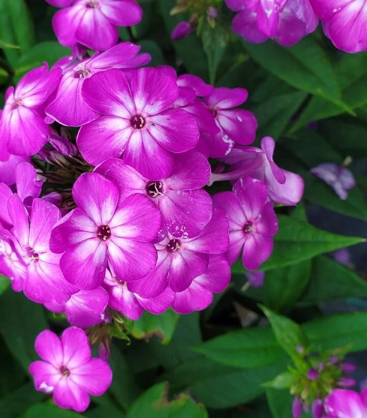 Purple Volcano Phlox Seeds - 100+ Pack for Garden Planting - Phlox paniculata - USA Grown, Free Shipping