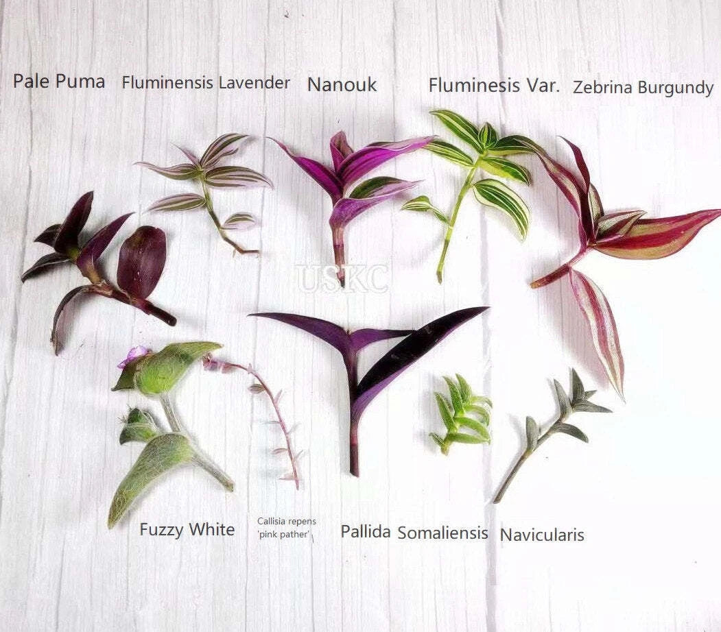 wandering jew indoor plant care Wandering Jew Cutting - Tradescantia/Callisia - Easy Care Houseplant