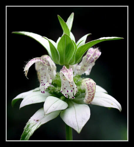 Beebalm Seeds - 320 Seeds - Spotted White - Monarda punctata - Rare Perennial