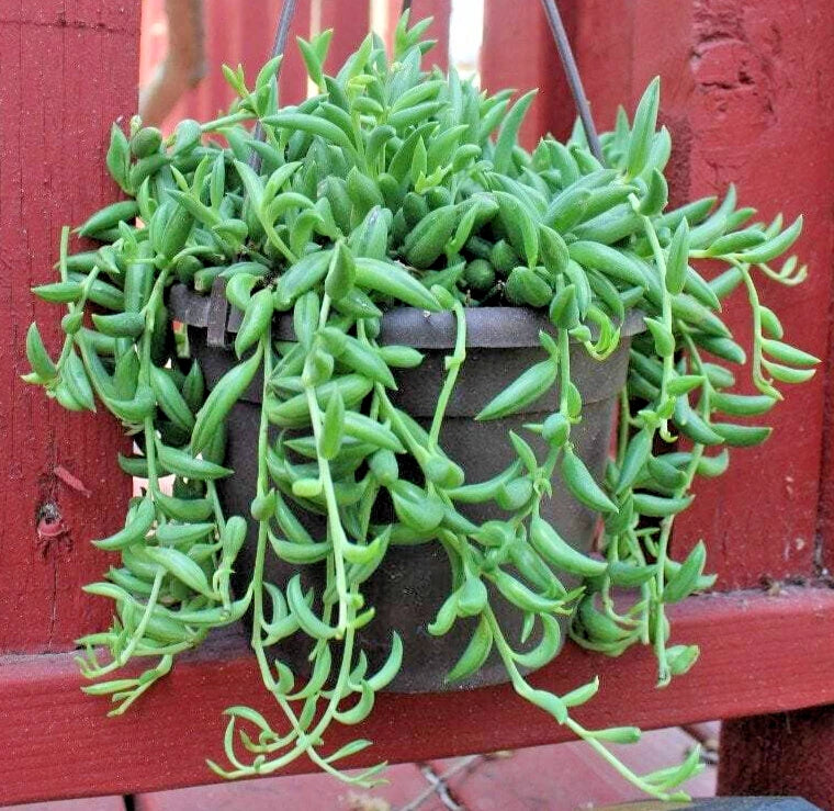 5" String of Bananas Cuttings - Unrooted Senecio Radicans - Easy Care Houseplant - 5 Pack