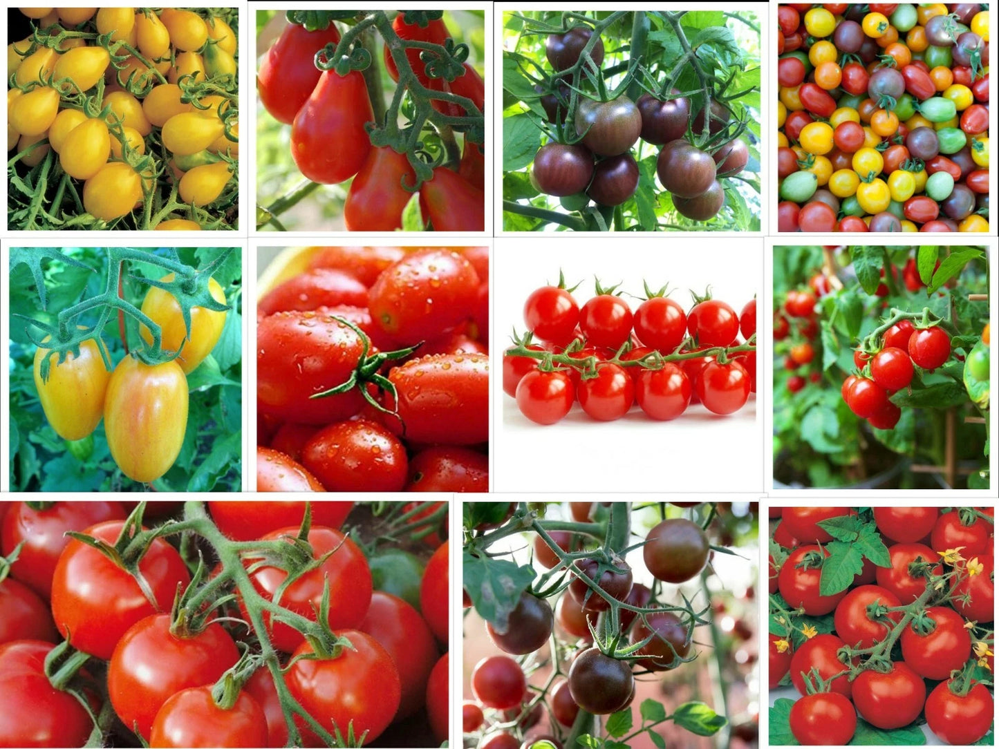 Cherry Tomatoes - Small Rare Varieties - Multiple Colors and Flavors - Solanum lycopersicum