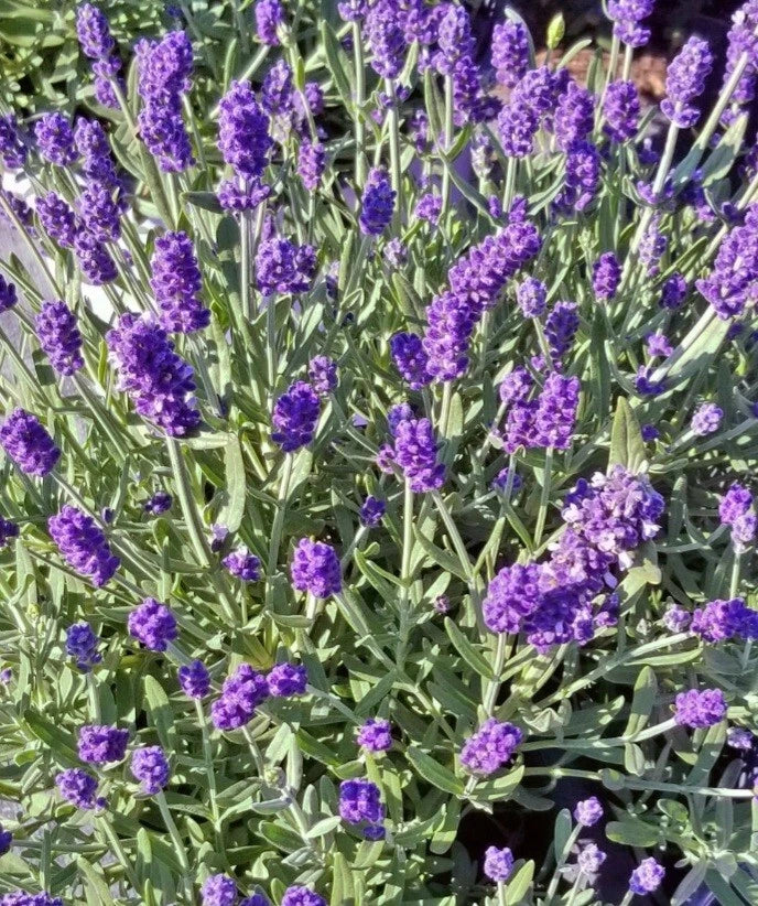 planting bare root lavender Lavender Plant Bare Root 3 Pack Sentenia Blue Lavandula Medium Growth – Jayme Garden