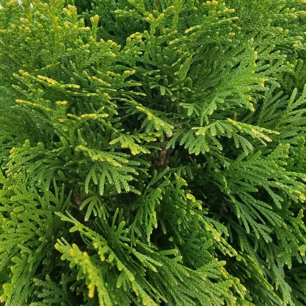 Emerald Green Arborvitae Thuja Occidentalis Live Bare Root Plant 24+ I –  Jayme Garden