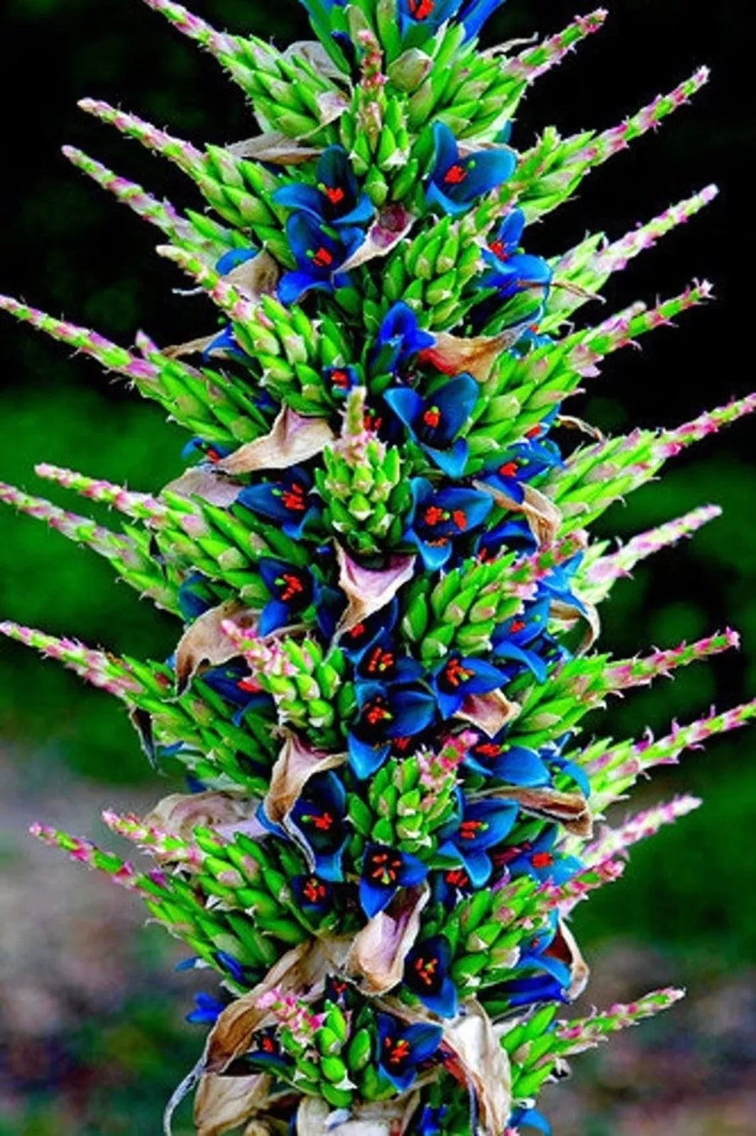sapphire tower succulent Sapphire Tower Seeds - 15 Rare Puya Seeds for Planting