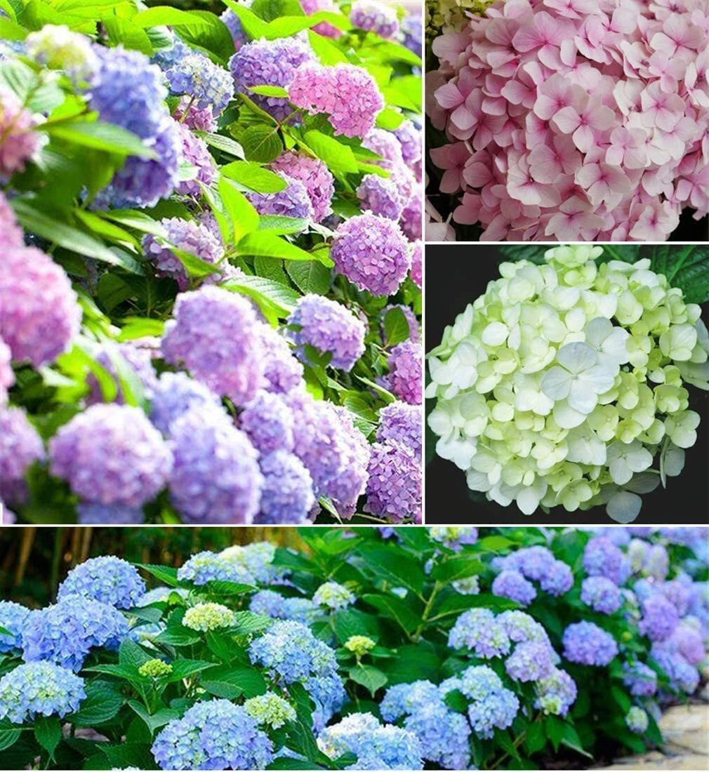 Hydrangea Flower Seeds - Mixed Color (30+ Seeds)