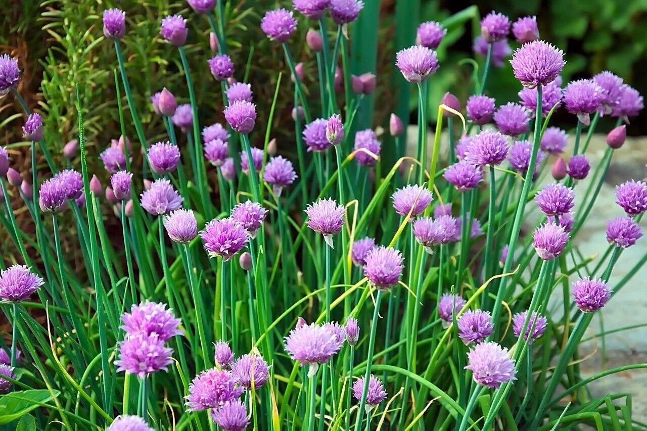 Chives Seeds - Non-GMO Herb Garden Seeds - Allium Schoenoprasum - With Tracking