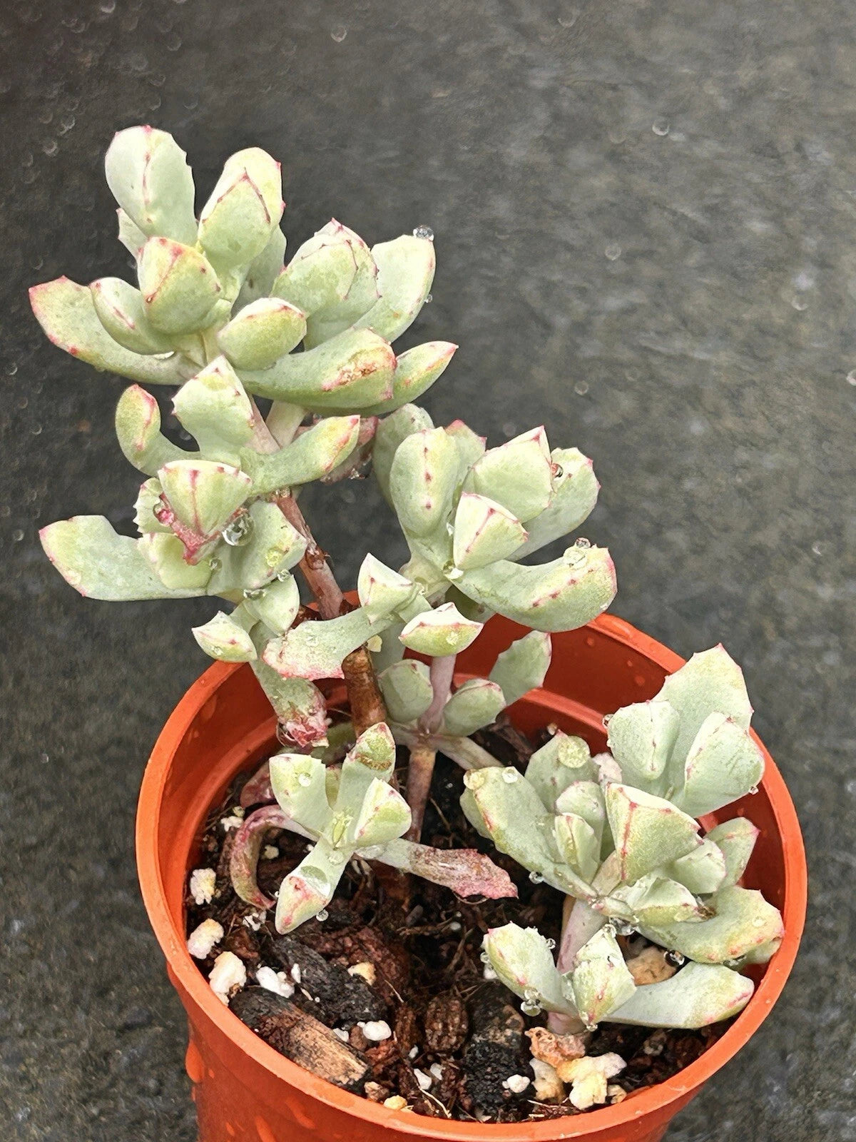oscularia succulent 2” Oscularia Deltoides 'Pink Ice Plant' | Fully Rooted Succulent Plant