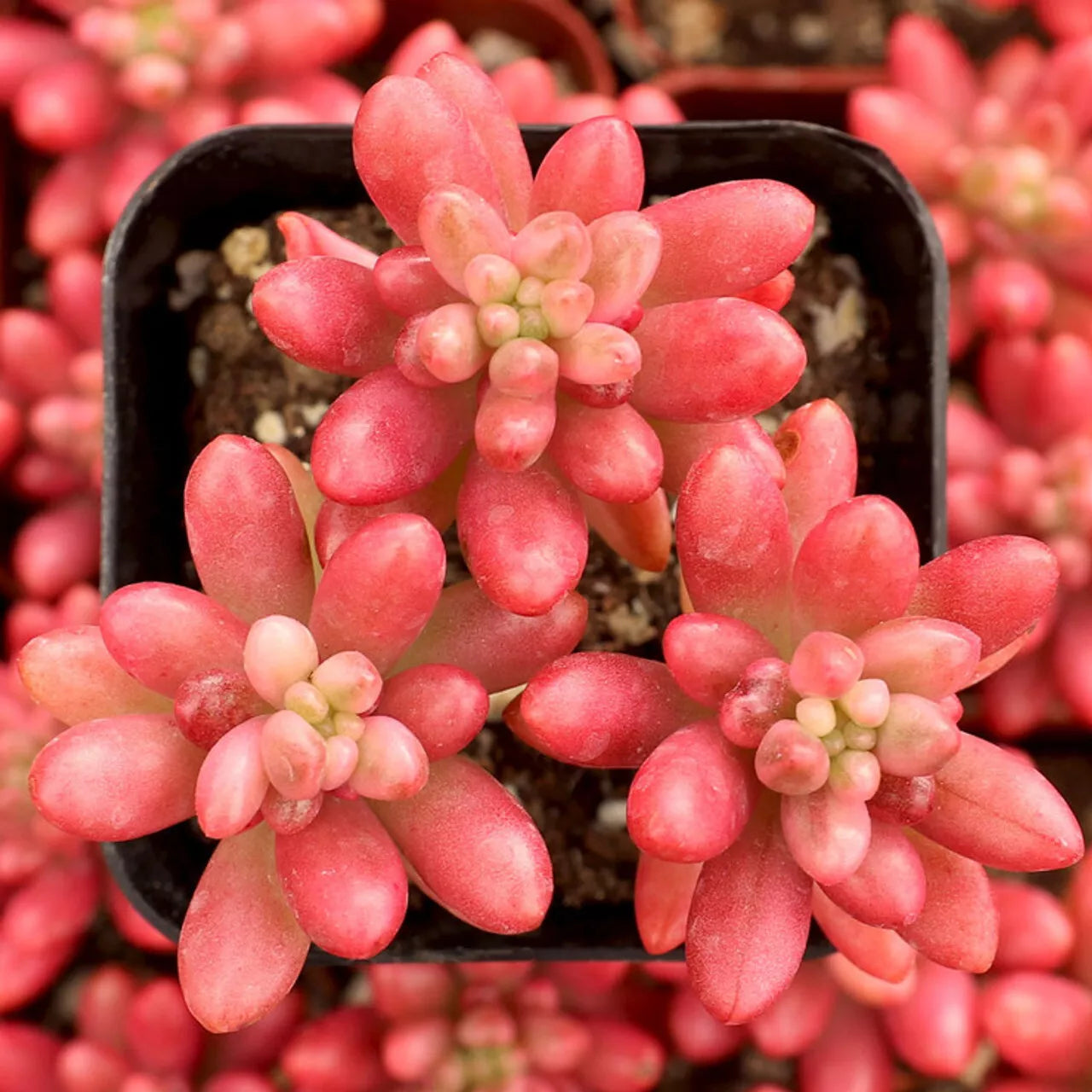 pink jelly bean succulent Sedum Rubrotinctum "Aurora" - Pink Jelly Beans