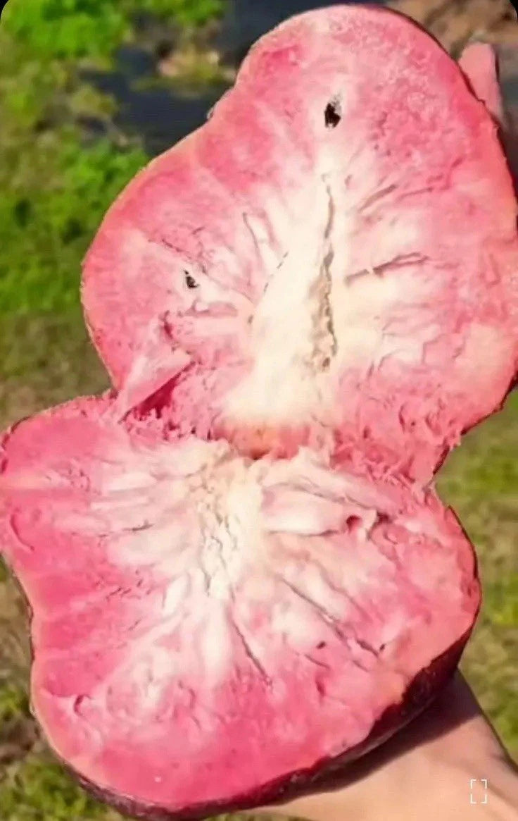 Bundle of 5 Bare Root Red Custard Apple Plants - Annona reticulata