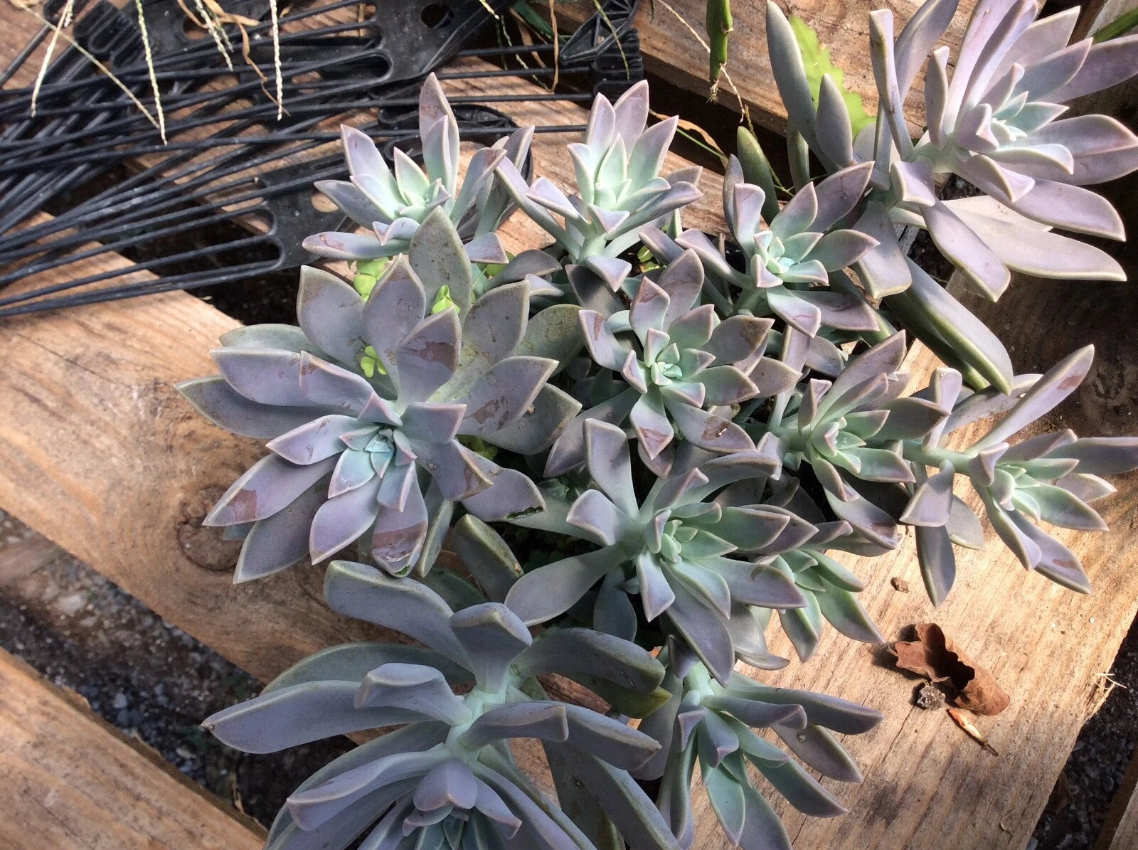 ghost echeveria succulent Echeveria Ghost Plant Succulent Cuttings - RARE 2" to 4" - Echeveria Laui