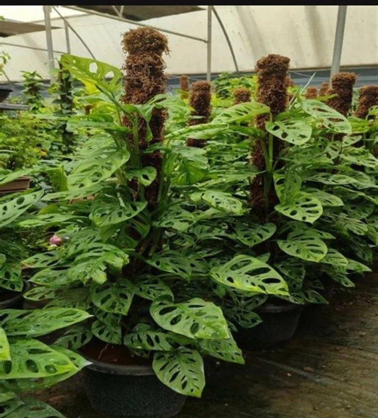 Monstera Adansonii Rooted Cutting