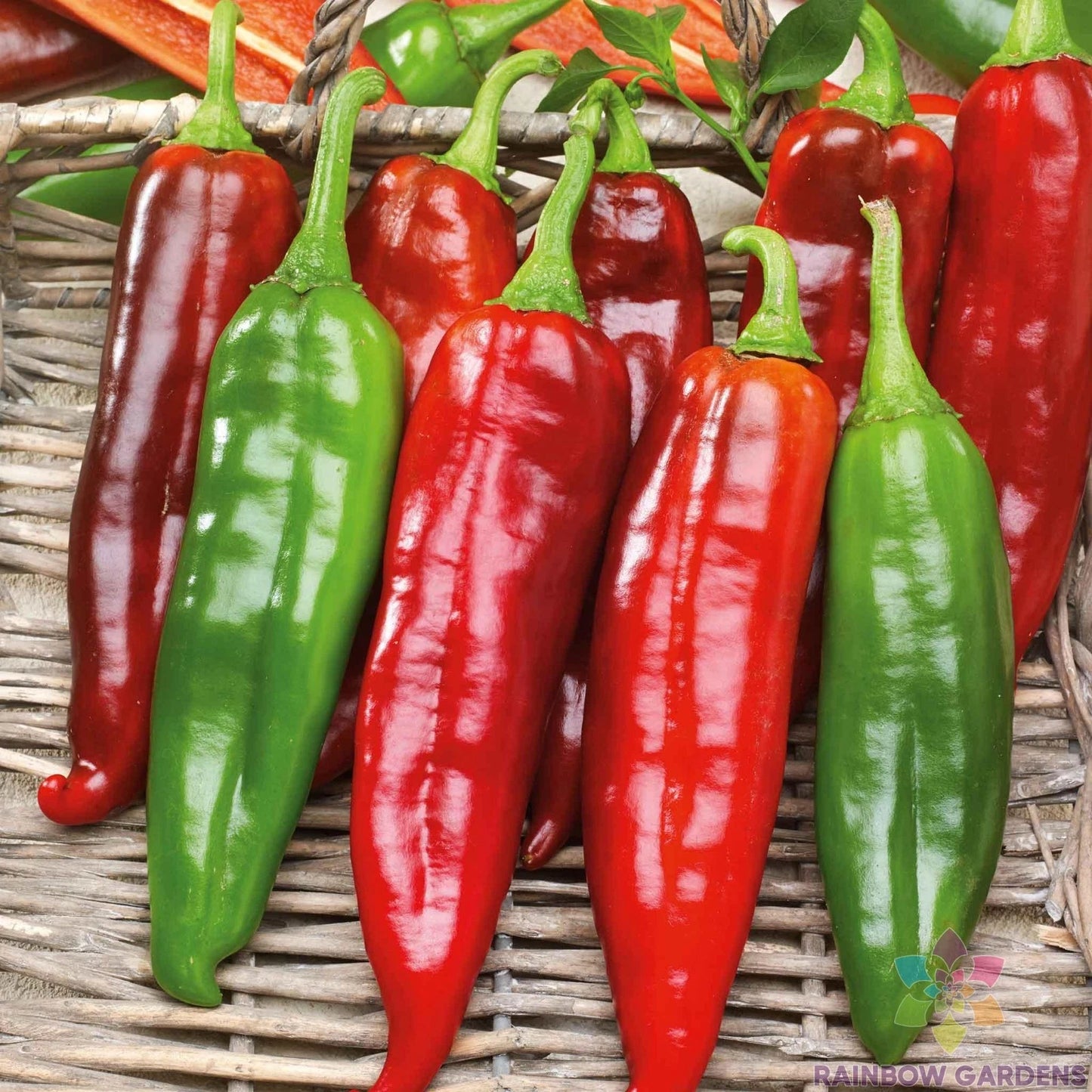 Big Jim Hot Pepper Seeds - 25+ Pack - Perfect for Gardening - Capsicum annuum - USA Grown - Free Shipping