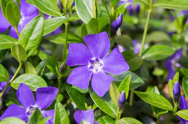 Periwinkle Plants - Ground Cover - 20+ Varieties - Vinca Minor - Ready to Plant