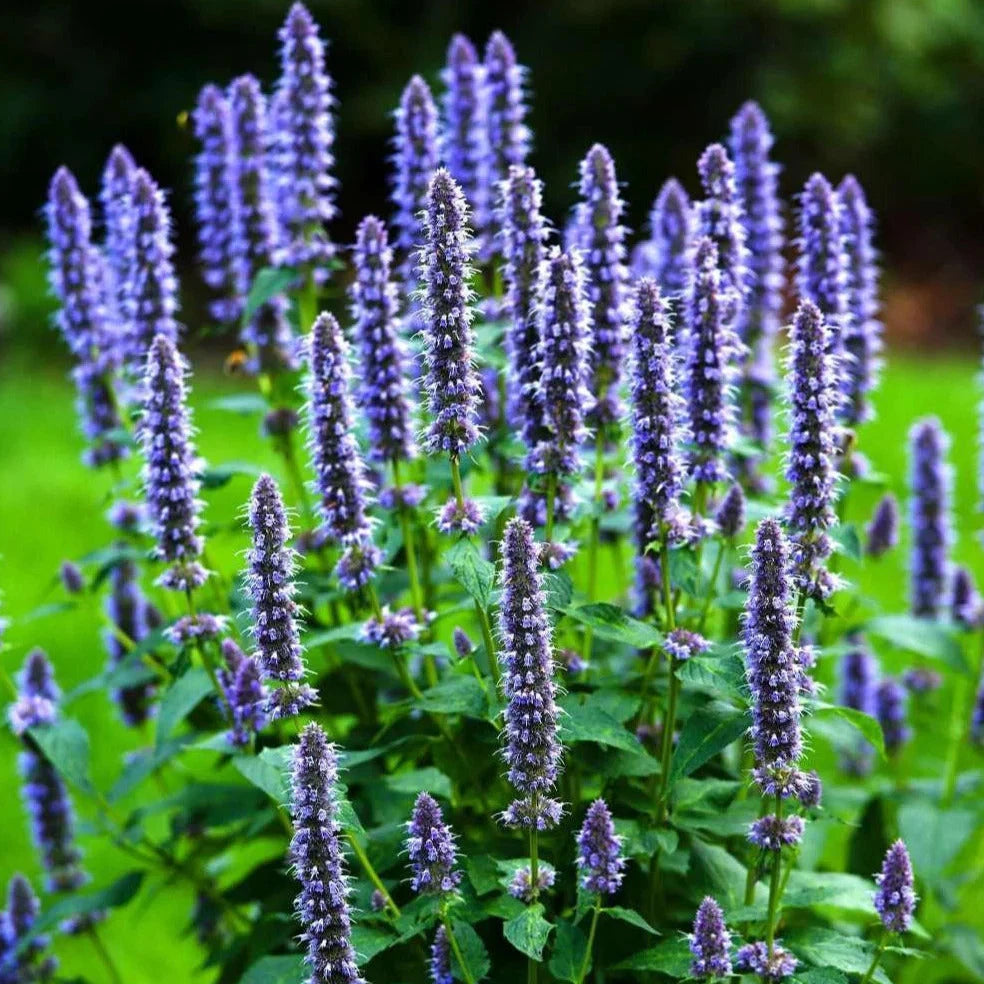 Korean Mint Seeds - Heirloom Herb Variety - Giant Hyssop (Agastache rugosa) - Ideal for 2025 Planting