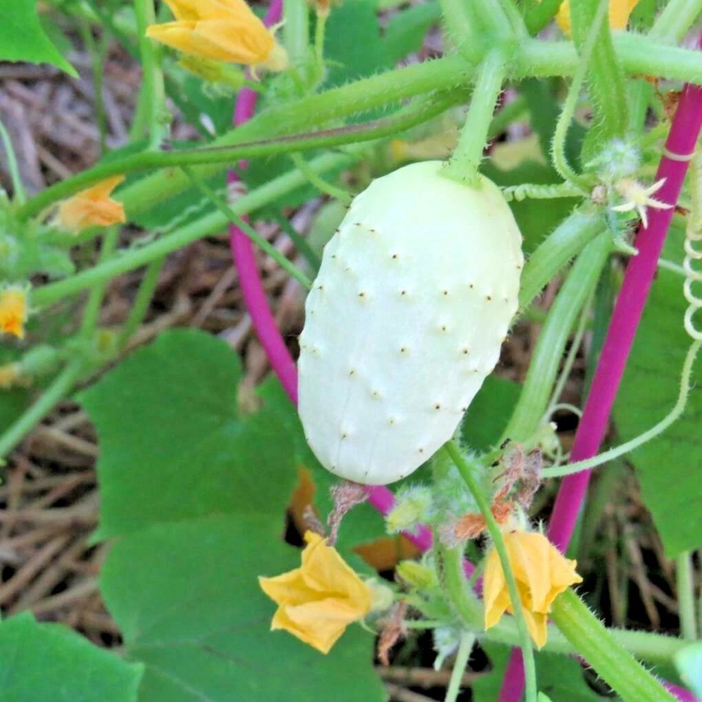 Miniature Sweet White Bush Cucumber Seeds - Organic Vegetable Garden - 30+ Pack, Cucumis sativus