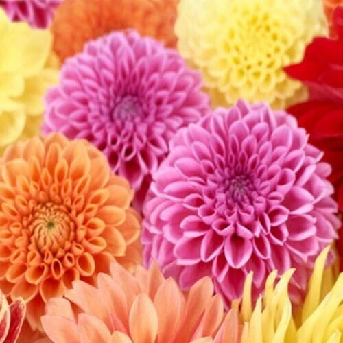 25 Spring Mix Dahlia Seeds - Perennial Flower Seeds - Colorful Blooms - Dahlia spp.