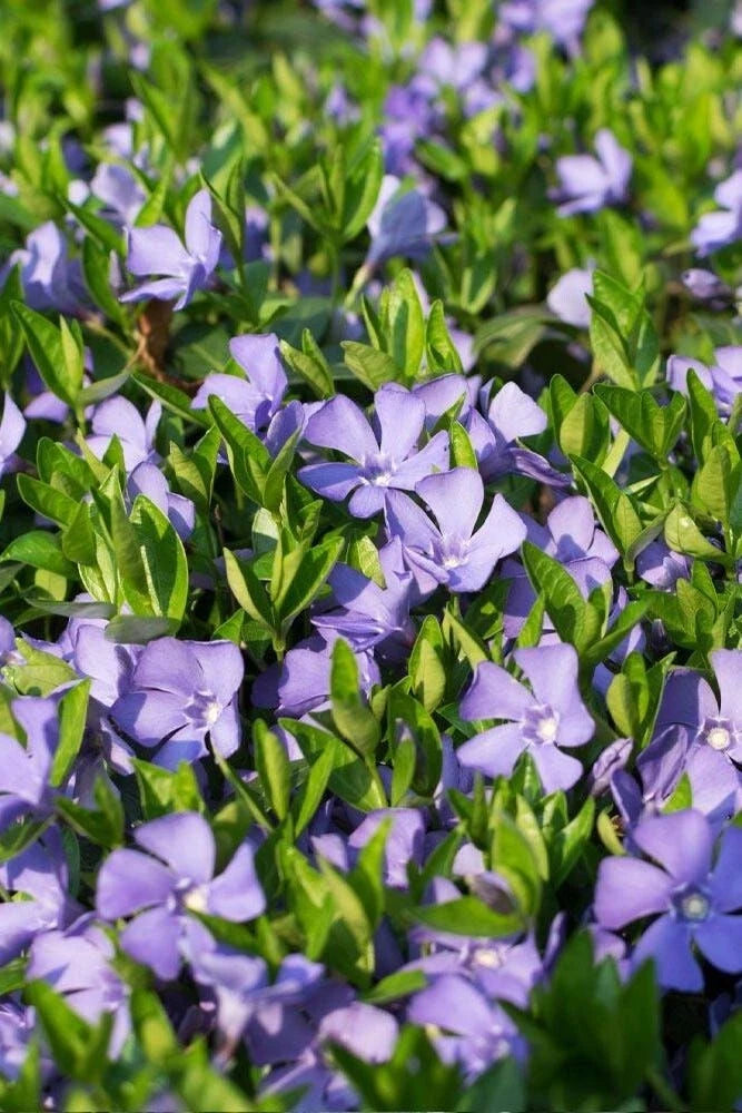 Vinca Vine 3.5 in Pot - Periwinkle Ground Cover - Vinca minor - Drought Tolerant, Shade-Loving, Erosion Control Plant