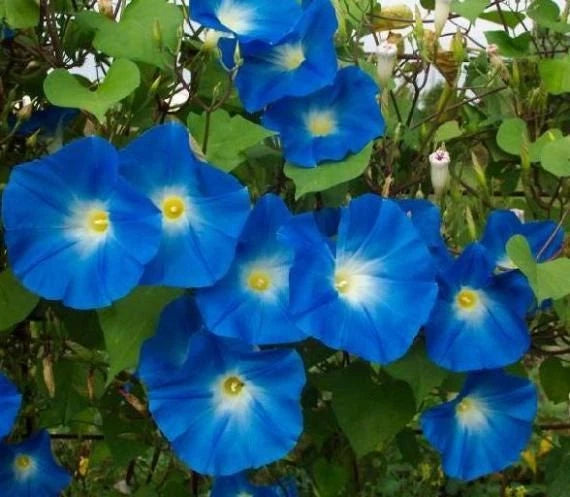 Heavenly Blue Morning Glory Seeds - Fresh Flower Seeds for Garden - Ipomoea tricolor