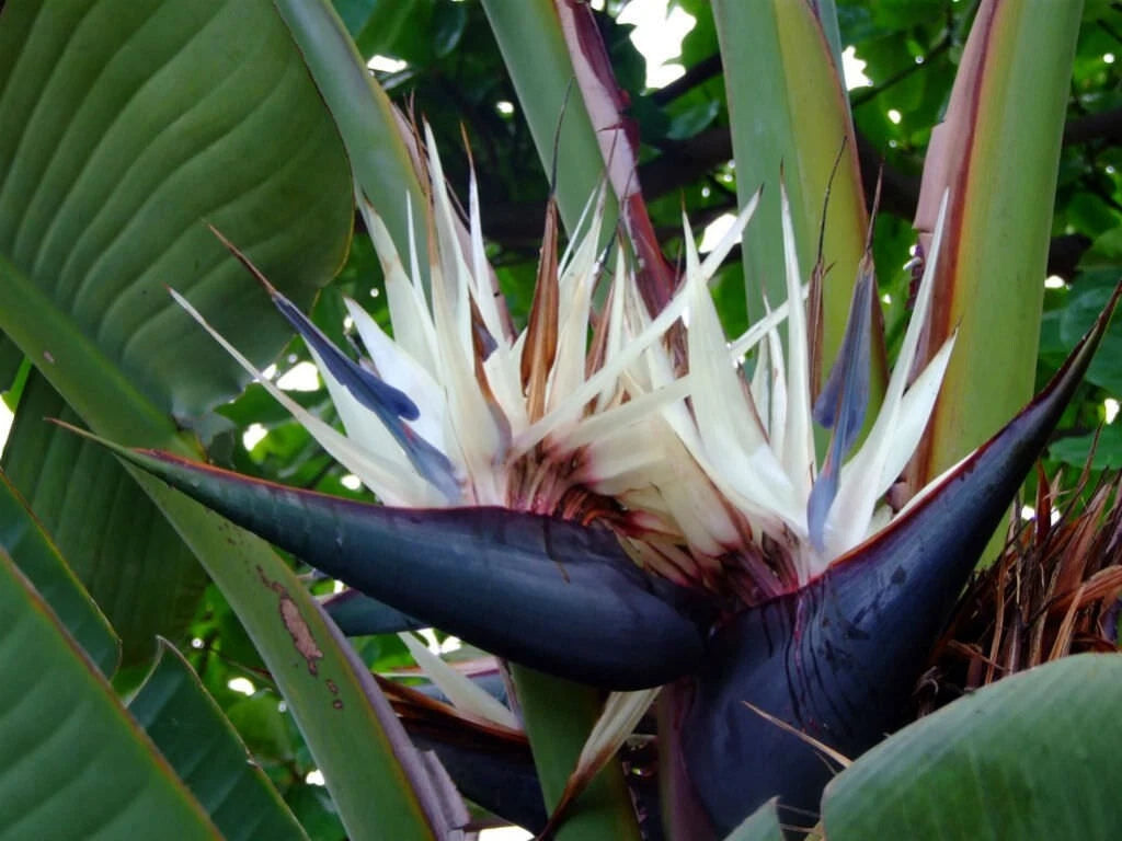 Giant White Bird of Paradise Plant - Strelitzia Nicholai - Rooted Plant