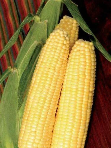 Cafe Sweet Corn Seeds - Non-GMO Fresh Seed for Gardening - Zea mays