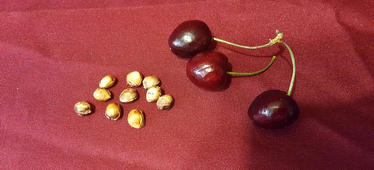 Cherry Fruit Tree Seeds 37 Count - Prunus avium - Organic Sweet Cherry Variety
