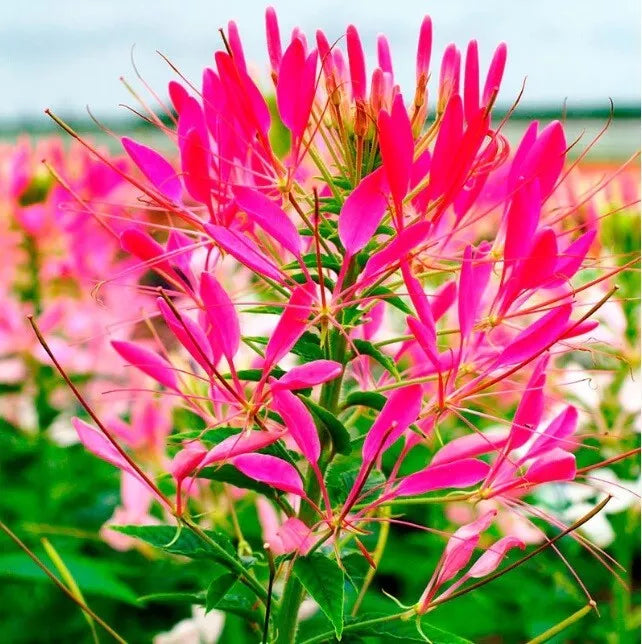 Cherry Queen Spider Plant Seeds - 100 Count - Clome Spinosa Perennial - US Seller - Attracts Butterflies
