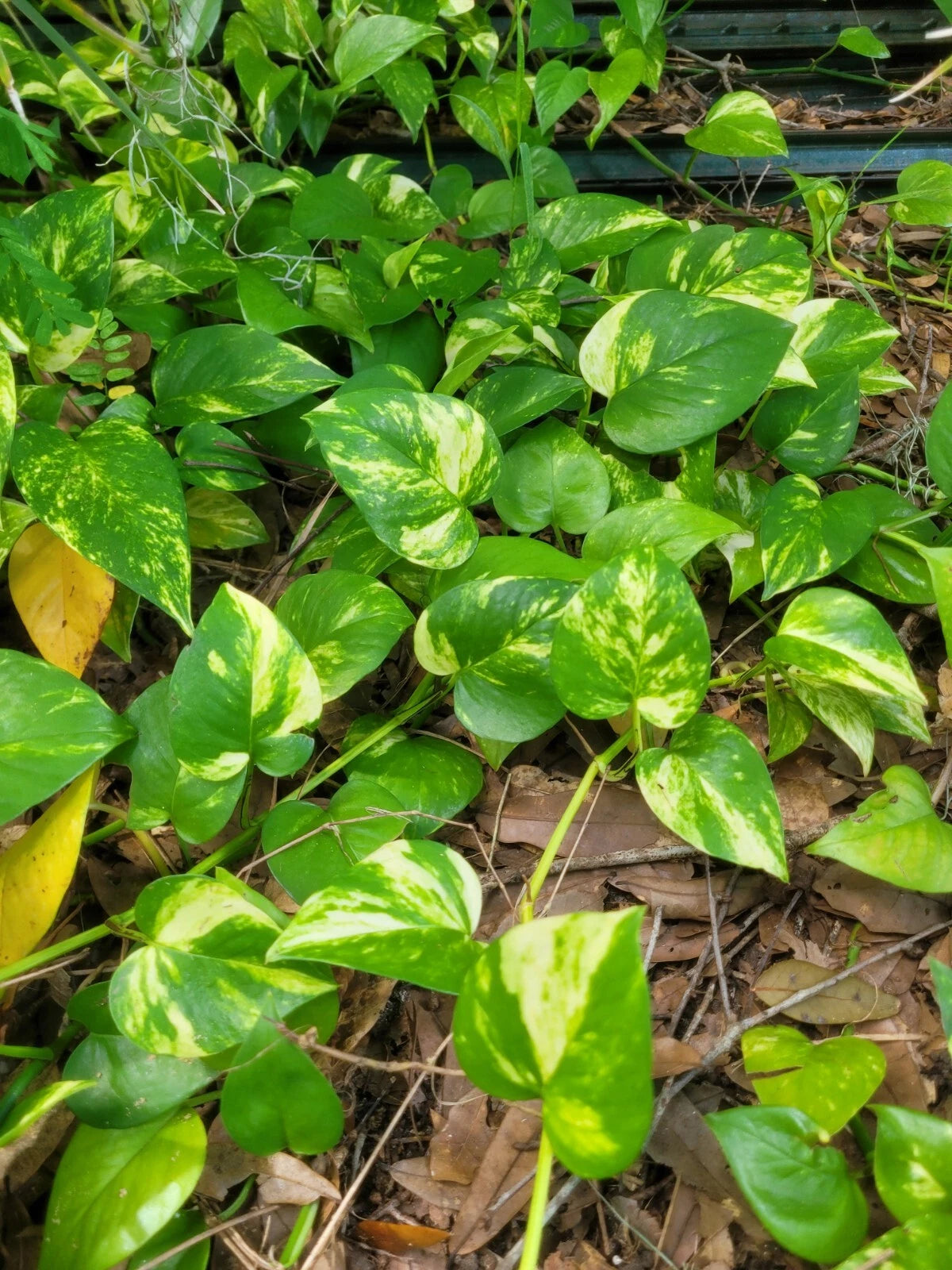 outdoor pothos Golden Pathos Live Plant Cuttings 6 Rooted 3"-6" Long