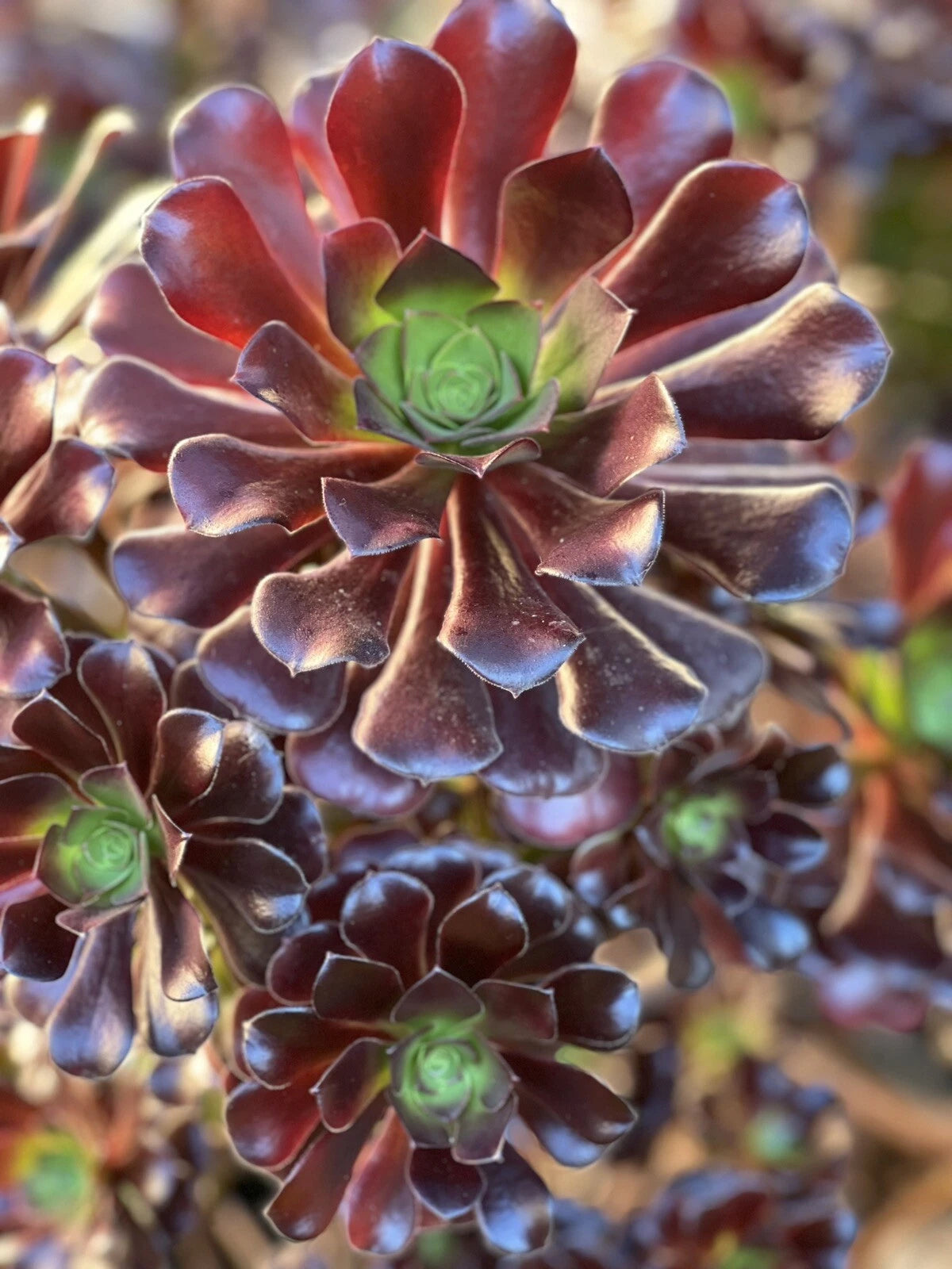aeonium velour succulent Aeonium Velour Cutting - Succulent Plant Cutting
