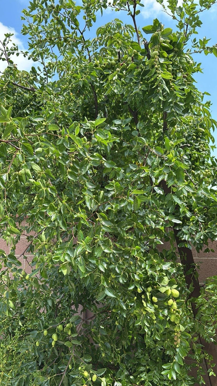 Jujube Tree Cuttings - 5pcs, Ziziphus jujuba, Organic Jujube Plant Propagation Supplies