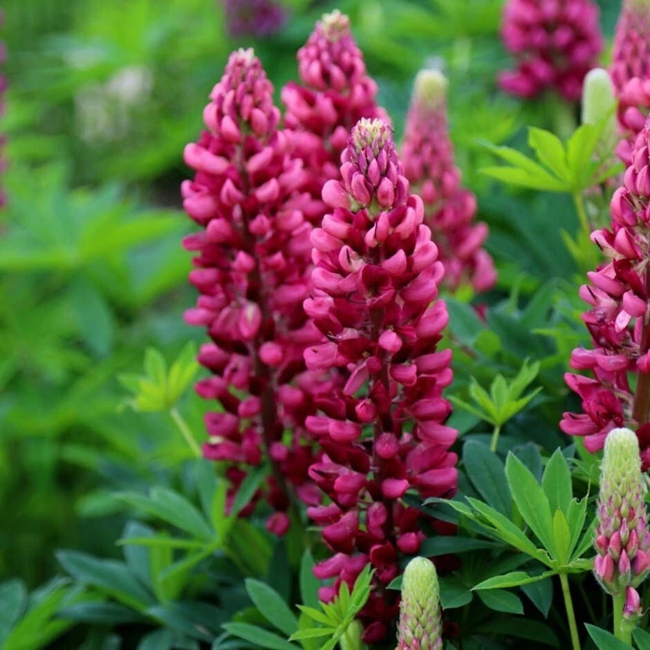 25 Gallery Red Lupine Seeds | Perennial Hardy Flower | Lupinus polyphyllus | US Seller