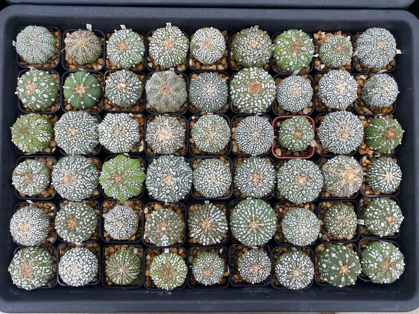 Astrophytum Asterias Super Kabuto Cactus - Pack of 54 Succulent Plants - Rare Variety for Collectors