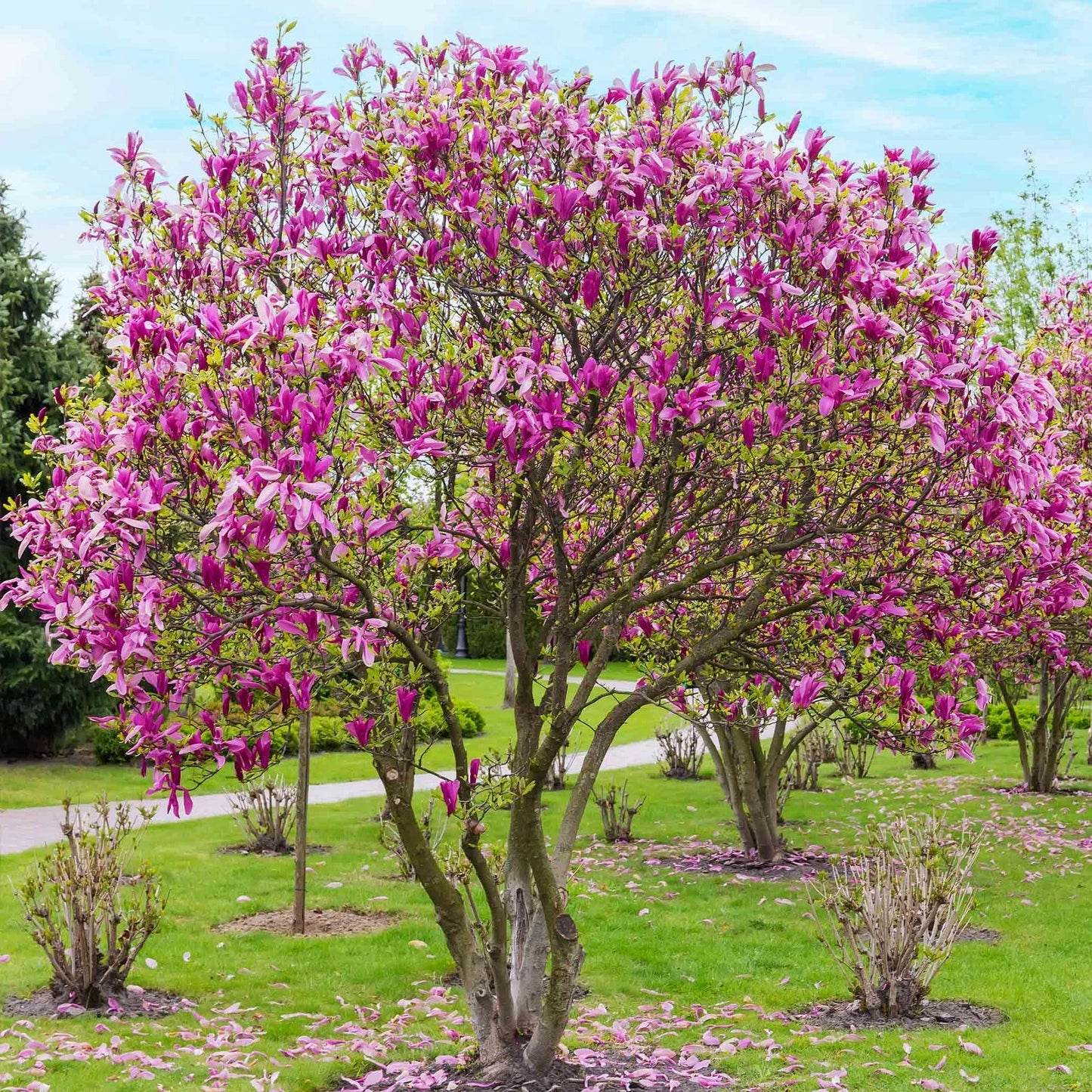 Jane Magnolia Tree - 3 Gallon - Pink Blooms - Magnolia x Jane