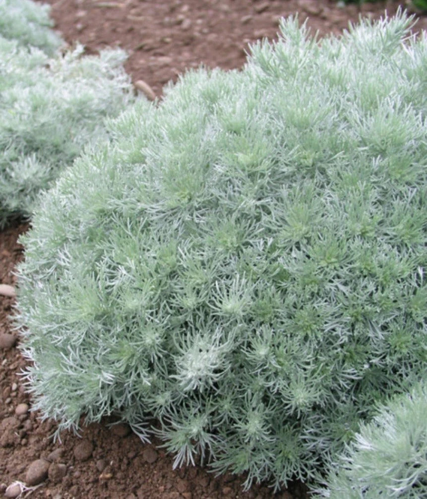 Artemisia Plant, Silver Mound Variety, Perennial Ground Cover, Artemisia schmidtiana
