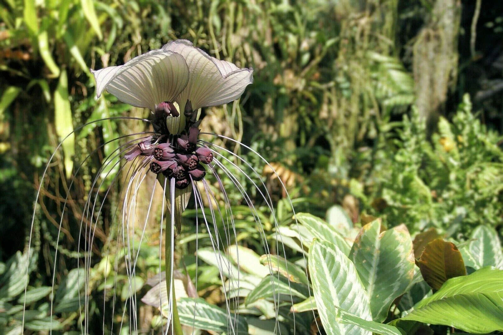 rare exotic plant seeds Tacca Integrifolia Seeds | White Bat Flower | Rare & Unique