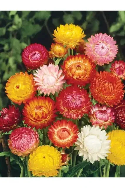 400 Seeds Strawflower Tall Double Mix - Helichrysum bracteatum - GroCo USA - Buy Any 15 - Ships Free