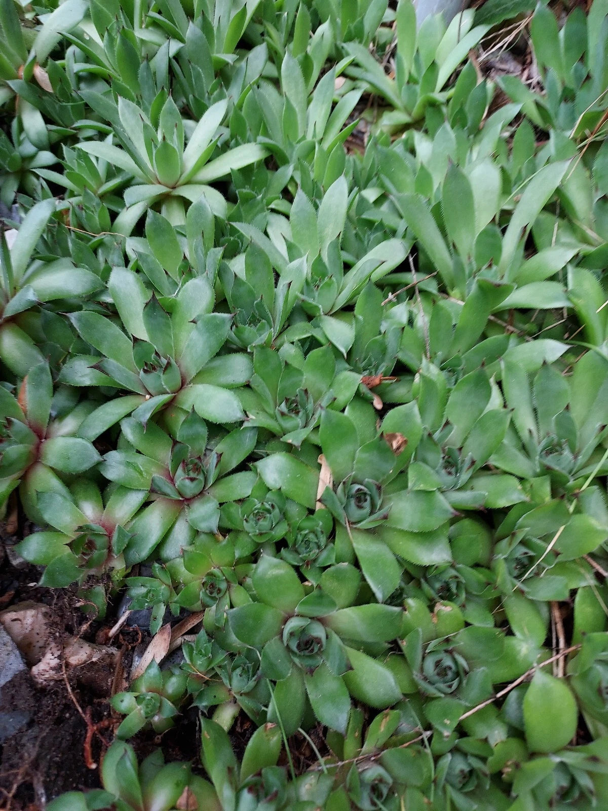 succulent perennial Sempervivum Succulent Plants 4+ Hens & Chickens Live Perennial Indoor –  Jayme Garden