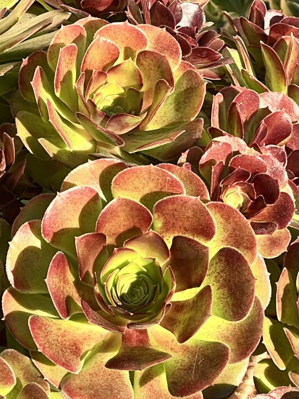 Aeonium Cutting 4" Purdy Variety - Aeonium 'Purdy' Succulent Plant Cutting