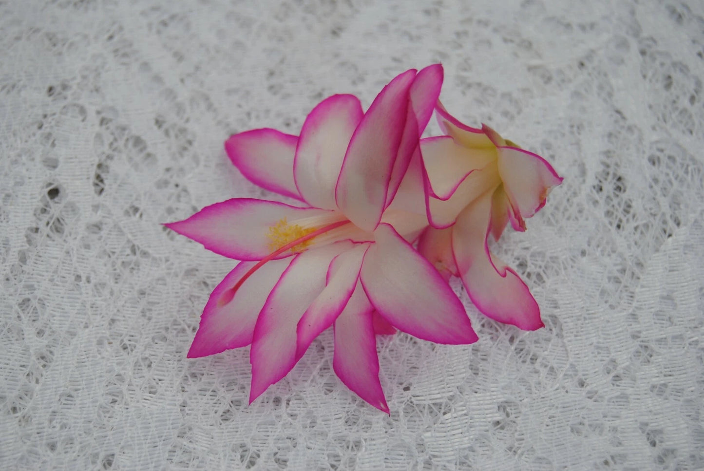 Christmas Cactus Starter Plant - Fairy Tale - Schlumbergera truncata - Well Rooted Cactus, Perfect for Holiday Decorating