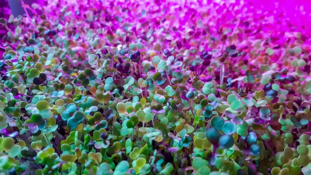Alfalfa Microgreens Seeds - Easy Growing, Healthy Nutrition, Non-GMO - Medicago sativa