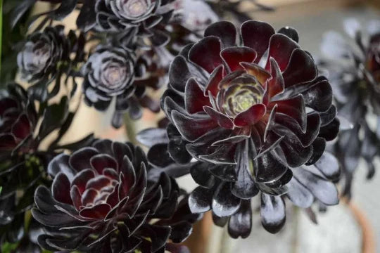 Black Rose Aeonium Cuttings - Zwartkop Schwarzkopf Succulent Rosette with Stem - Perfect for Propagation and Gardening