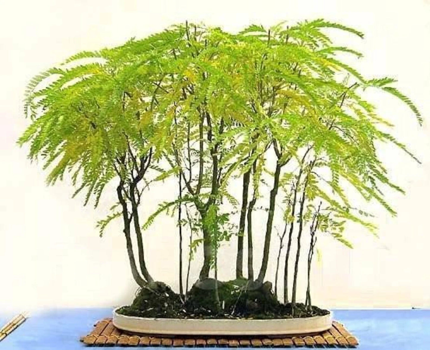 Honey Locust Seeds - Thornless Gleditsia triacanthos - Great Bonsai Tree - Fall Color